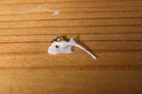 14A_2567.JPG