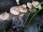 IMG_7789.JPG